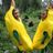Tiny_square_banana