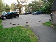 Medium_catnip-yard-prank