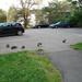 Small_square_catnip-yard-prank
