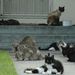 Small_square_stray_cats
